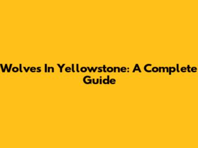 Wolves In Yellowstone: A Complete Guide